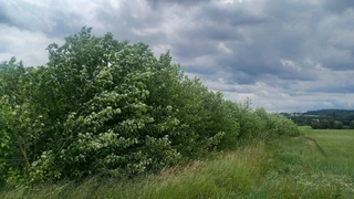 Prodej plantáže rychle rostoucích dřevin – Moraveč (Pelhřimov)