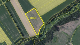 Prodej plantáže rychle rostoucích dřevin – Moraveč (Pelhřimov)