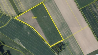 Prodej plantáže rychle rostoucích dřevin – Moraveč (Pelhřimov)