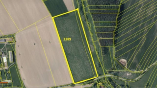 Prodej plantáže rychle rostoucích dřevin – Moraveč (Pelhřimov)