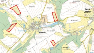 Prodej plantáže rychle rostoucích dřevin – Moraveč (Pelhřimov)