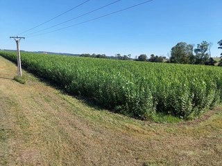 Prodej plantáže rychle rostoucích dřevin – Soběchleby (Přerov)