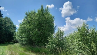 Prodej plantáže rychle rostoucích dřevin – Vendolí (Svitavy)