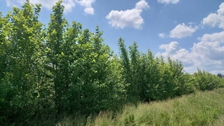 Prodej plantáže rychle rostoucích dřevin – Vendolí (Svitavy)