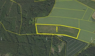 Prodej plantáže rychle rostoucích dřevin – Vendolí (Svitavy)