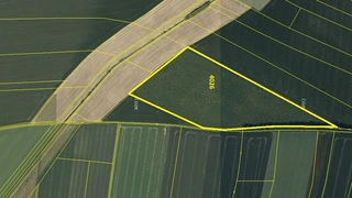 Prodej plantáže rychle rostoucích dřevin – Vendolí (Svitavy)