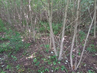 Prodej plantáží rychle rostoucích dřevin – Malý Ratmírov, Česká Olešná (okres Jindřichův Hradec)