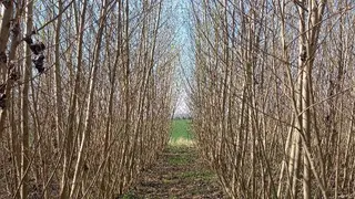 Prodej souboru plantáží rychle rostoucích dřevin Bravantice, Stachovice, Heřmánky nad Odrou (okres Nový Jičín)