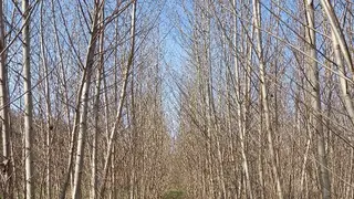 Prodej souboru plantáží rychle rostoucích dřevin Bravantice, Stachovice, Heřmánky nad Odrou (okres Nový Jičín)