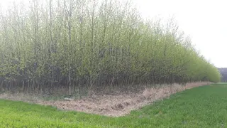 Prodej souboru plantáží rychle rostoucích dřevin Bravantice, Stachovice, Heřmánky nad Odrou (okres Nový Jičín)