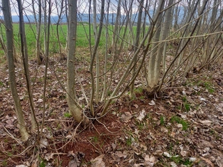 Prodej souboru plantáží rychle rostoucích dřevin – (10 samostatných lokalit) - okres Trutnov