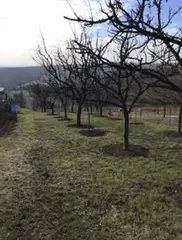 Spoluvlastnický podíl id. 1/2 pozemků (vinice) Polešovice, okres Uherské Hradiště
