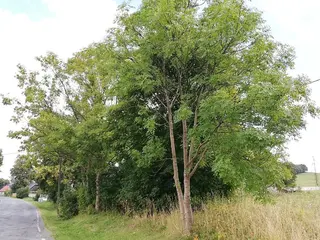 Spoluvlastnický podíl id. 1/6 zemědělských pozemků Jelení u Bruntálu 