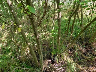 Topol Bohemia - Prodej plantáže rychle rostoucích dřevin – Pastuchovice A (Plzeň-sever)