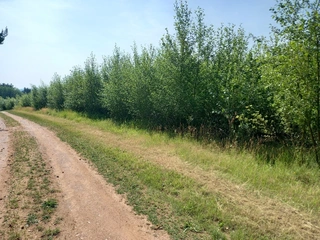 Topol Bohemia - Prodej plantáže rychle rostoucích dřevin – Pastuchovice A (Plzeň-sever)