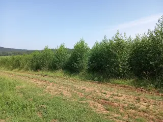 Topol Bohemia - Prodej plantáže rychle rostoucích dřevin – Pastuchovice B (Plzeň- sever)