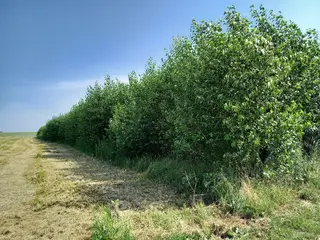 Topol Bohemia - Prodej plantáže rychle rostoucích dřevin – Pastuchovice B (Plzeň- sever)