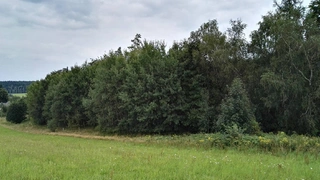 UPUŠTĚNO. Lesní pozemky Koclířov