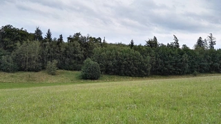 UPUŠTĚNO. Lesní pozemky Koclířov