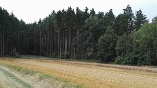 UPUŠTĚNO Lesní pozemky Smolná u Jevíčka