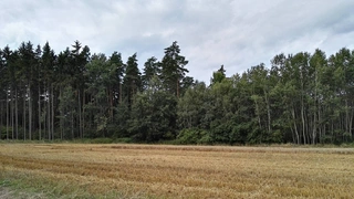 UPUŠTĚNO Lesní pozemky Smolná u Jevíčka