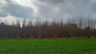 Vícenice u Náměště nad Oslavou (Třebíč)