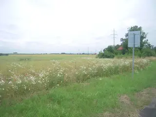 Zemědělské pozemky v Praze - Hájek u Uhřiněvsi 
